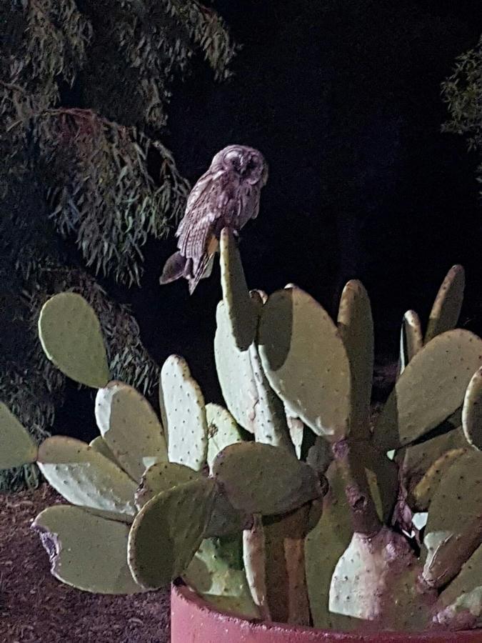 Agriturismo Occhineri ポルト・チェザーレオ エクステリア 写真